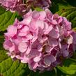 Hortenzie velkolistá 'Générale Vicomtesse de Vibraye' - Hydrangea macrophylla 'Générale Vicomtesse de Vibraye'