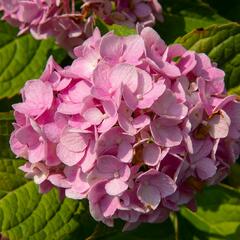 Hortenzie velkolistá 'Générale Vicomtesse de Vibraye' - Hydrangea macrophylla 'Générale Vicomtesse de Vibraye'