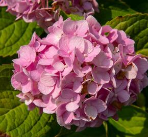 Hortenzie velkolistá 'Générale Vicomtesse de Vibraye' - Hydrangea macrophylla 'Générale Vicomtesse de Vibraye'