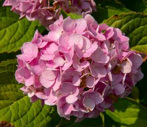 Hortenzie velkolistá 'Générale Vicomtesse de Vibraye' - Hydrangea macrophylla 'Générale Vicomtesse de Vibraye'