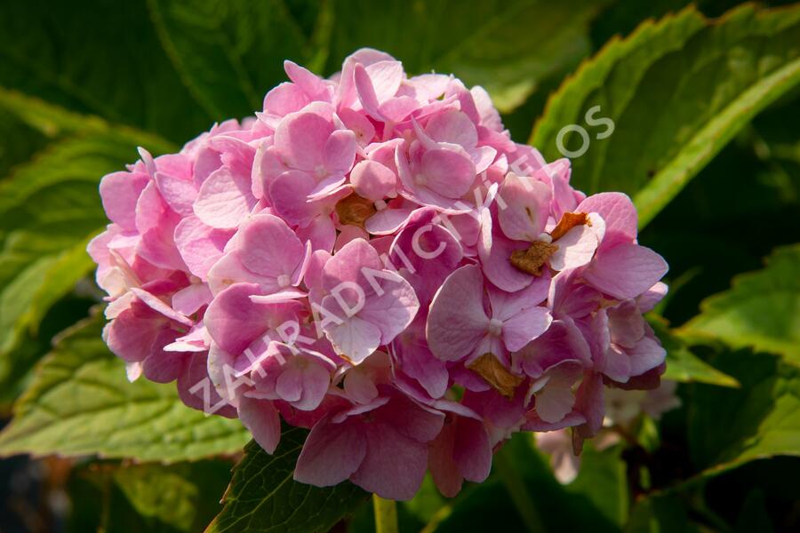 Hortenzie velkolistá 'Générale Vicomtesse de Vibraye' - Hydrangea macrophylla 'Générale Vicomtesse de Vibraye'