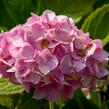Hortenzie velkolistá 'Générale Vicomtesse de Vibraye' - Hydrangea macrophylla 'Générale Vicomtesse de Vibraye'