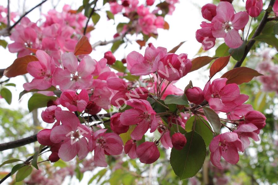Jabloň okrasná 'Royalty' - Malus 'Royalty'