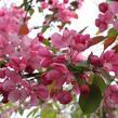 Jabloň okrasná 'Royalty' - Malus 'Royalty'