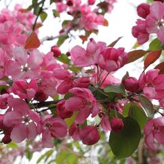 Jabloň okrasná 'Royalty' - Malus 'Royalty'