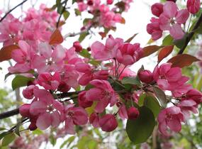 Jabloň okrasná 'Royalty' - Malus 'Royalty'