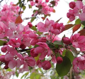 Okrasná jabloň 'Royalty' - Malus 'Royalty'