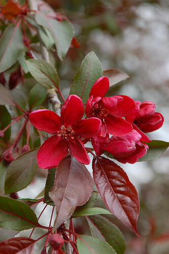 Jabloň okrasná 'Royalty' - Malus 'Royalty'