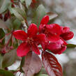 Jabloň okrasná 'Royalty' - Malus 'Royalty'