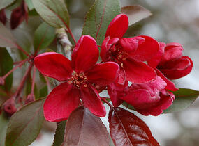 Jabloň okrasná 'Royalty' - Malus 'Royalty'
