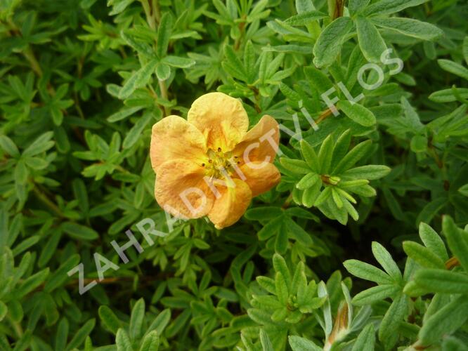 Mochna křovitá 'Red Ace' - Potentilla fruticosa 'Red Ace'
