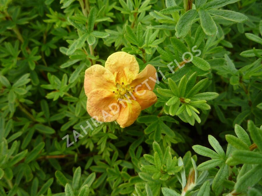 Mochna křovitá 'Red Ace' - Potentilla fruticosa 'Red Ace'