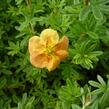 Mochna křovitá 'Red Ace' - Potentilla fruticosa 'Red Ace'