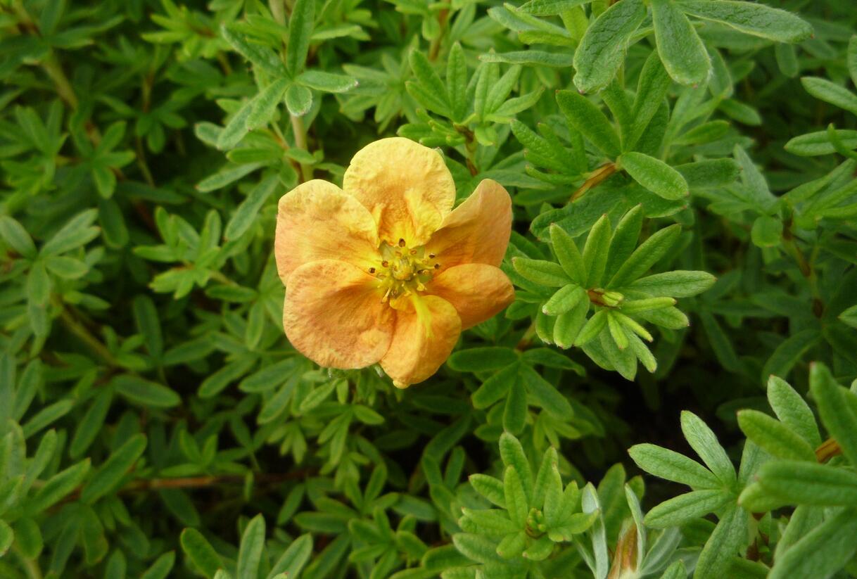 Mochna křovitá 'Red Ace' - Potentilla fruticosa 'Red Ace'