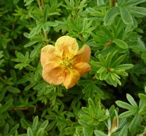 Mochna křovitá 'Red Ace' - Potentilla fruticosa 'Red Ace'