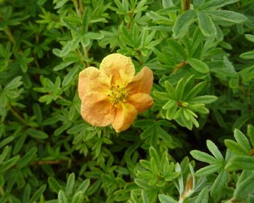 Mochna křovitá 'Red Ace'