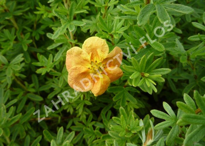 Mochna křovitá 'Red Ace' - Potentilla fruticosa 'Red Ace'