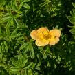 Mochna křovitá 'Red Ace' - Potentilla fruticosa 'Red Ace'