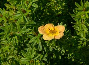 Mochna křovitá 'Red Ace' - Potentilla fruticosa 'Red Ace'