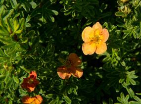 Mochna křovitá 'Red Ace' - Potentilla fruticosa 'Red Ace'