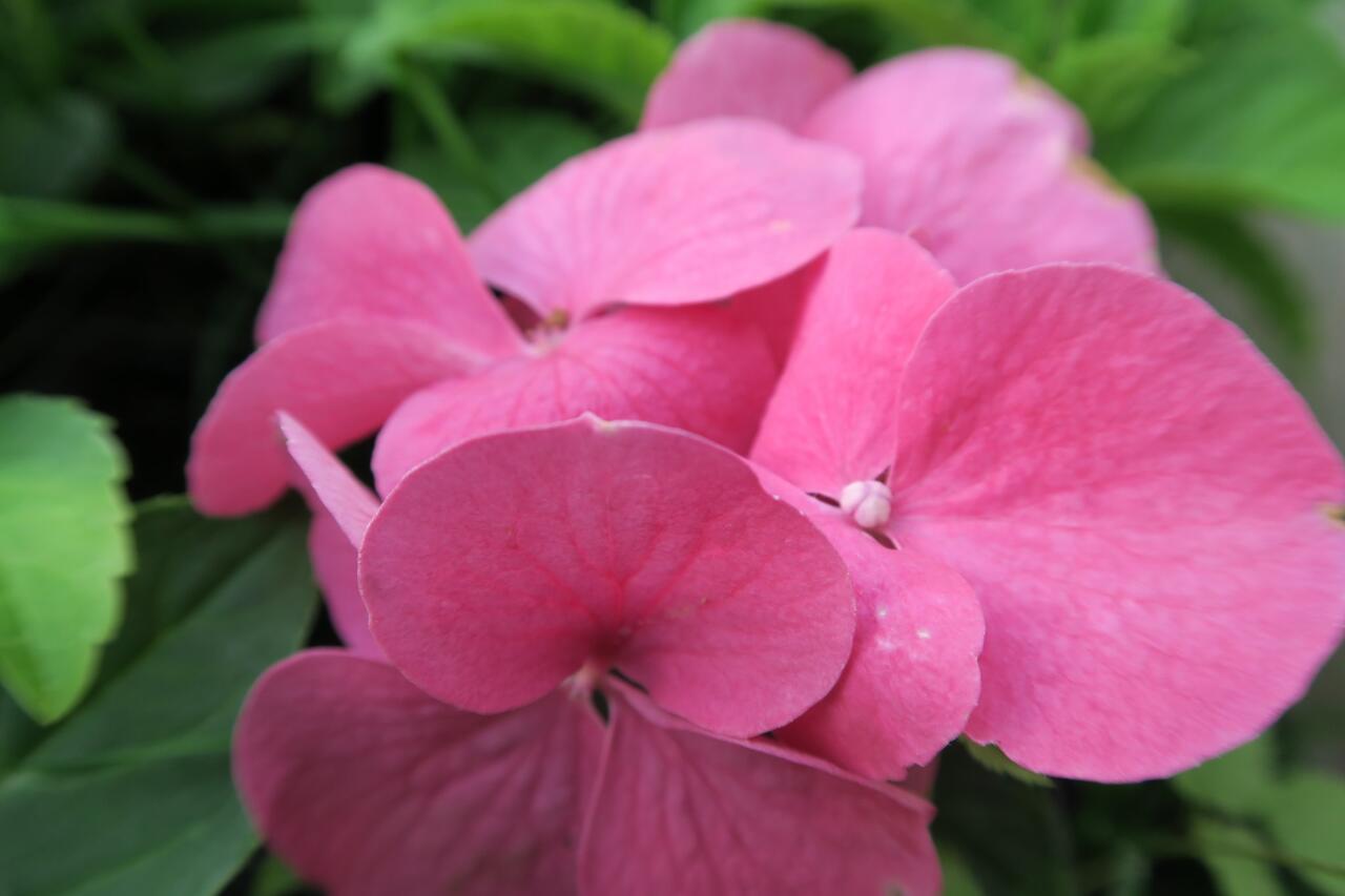 Hortenzie velkolistá 'Pia' - Hydrangea macrophylla 'Pia' | Zahradnictví ...
