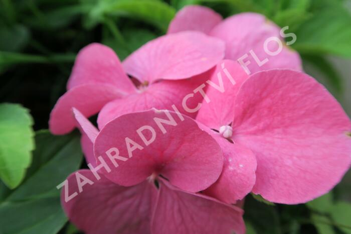 Hortenzie velkolistá 'Pia' - Hydrangea macrophylla 'Pia'