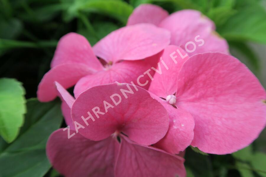 Hortenzie velkolistá 'Pia' - Hydrangea macrophylla 'Pia'