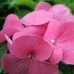 Hortenzie velkolistá 'Pia' - Hydrangea macrophylla 'Pia'
