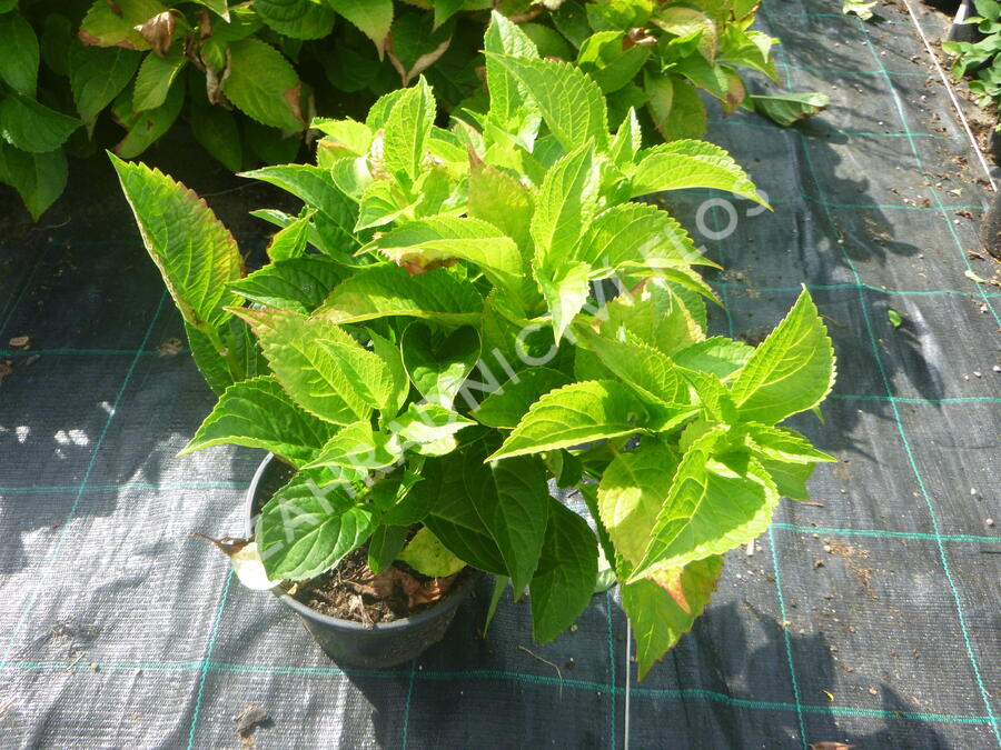 Hortenzie velkolistá 'Zaunkoenig' - Hydrangea macrophylla 'Zaunkoenig'