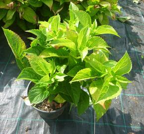 Hortenzie velkolistá 'Zaunkoenig' - Hydrangea macrophylla 'Zaunkoenig'