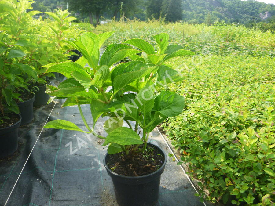 Hortenzie velkolistá 'Rotkehlchen' - Hydrangea macrophylla 'Rotkehlchen'