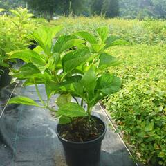 Hortenzie velkolistá 'Rotkehlchen' - Hydrangea macrophylla 'Rotkehlchen'