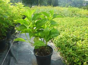 Hortenzie velkolistá 'Rotkehlchen' - Hydrangea macrophylla 'Rotkehlchen'