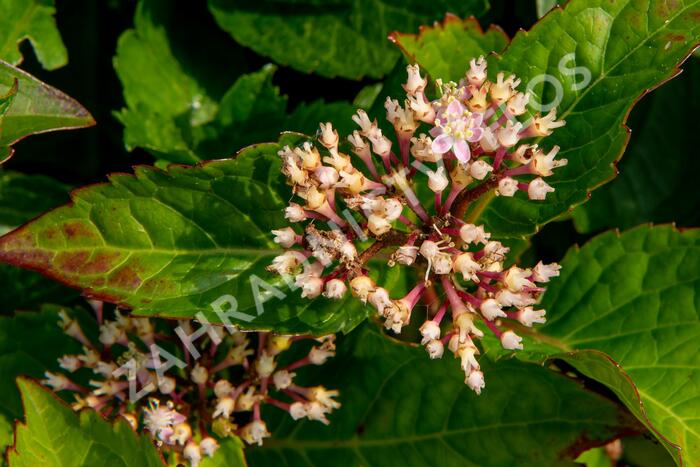 Hortenzie velkolistá 'Rotkehlchen' - Hydrangea macrophylla 'Rotkehlchen'