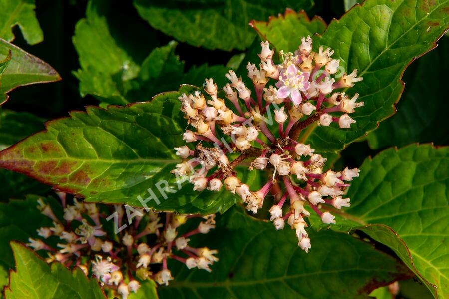 Hortenzie velkolistá 'Rotkehlchen' - Hydrangea macrophylla 'Rotkehlchen'