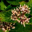 Hortenzie velkolistá 'Rotkehlchen' - Hydrangea macrophylla 'Rotkehlchen'