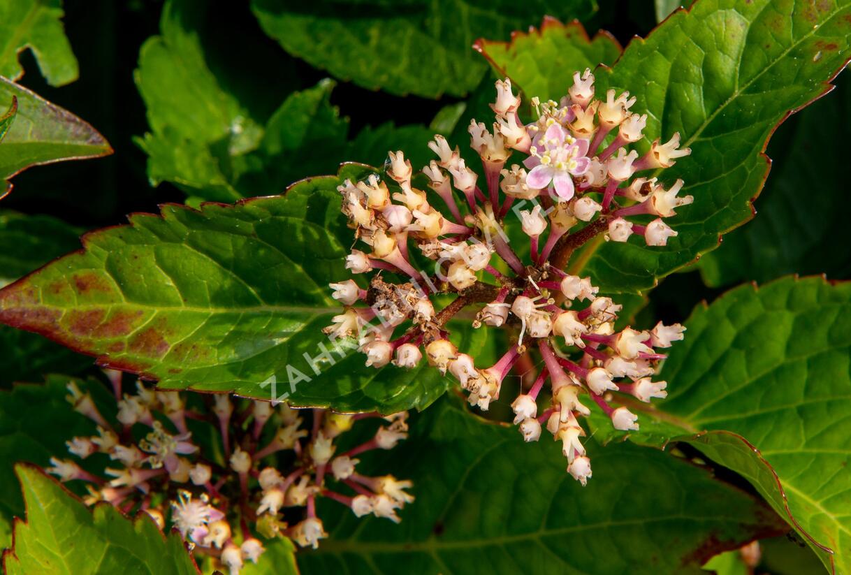 Hortenzie velkolistá 'Rotkehlchen' - Hydrangea macrophylla 'Rotkehlchen'