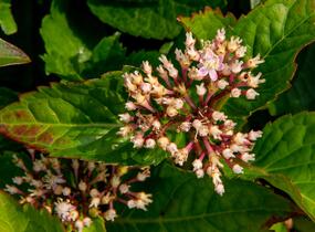 Hortenzie velkolistá 'Rotkehlchen' - Hydrangea macrophylla 'Rotkehlchen'