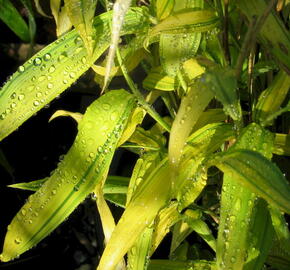 Bambus - Pleioblastus viridistriatus