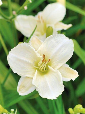 Denivka 'White Temptation' - Hemerocallis 'White Temptation'