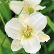 Denivka 'White Temptation' - Hemerocallis 'White Temptation'