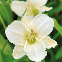 Denivka 'White Temptation' - Hemerocallis 'White Temptation'