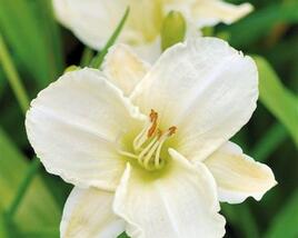 Denivka 'White Temptation'