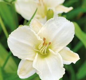 Denivka 'White Temptation' - Hemerocallis 'White Temptation'