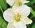 Denivka 'White Temptation'