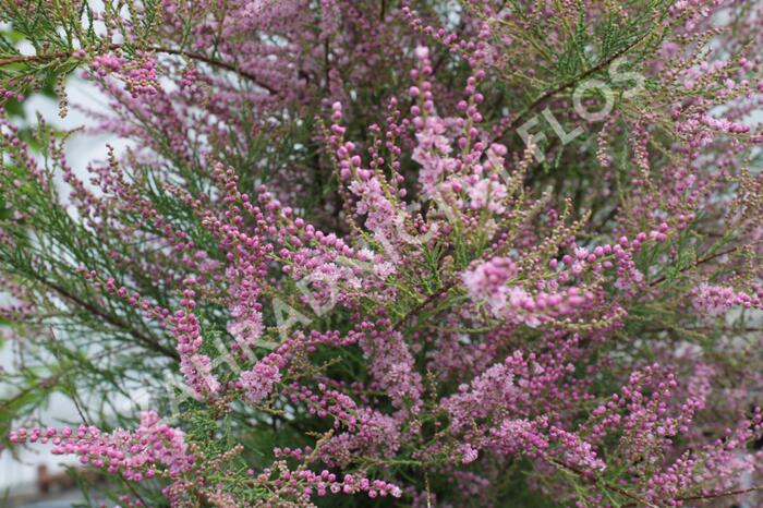 Tamaryšek kaspický 'Pink Cascade' - Tamarix ramosissima 'Pink Cascade'