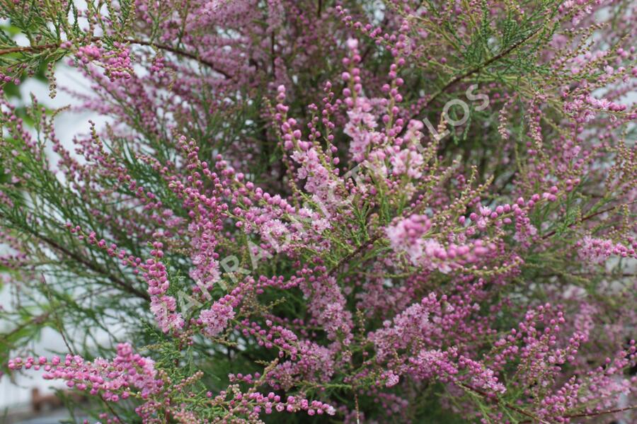 Tamaryšek kaspický 'Pink Cascade' - Tamarix ramosissima 'Pink Cascade'