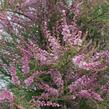 Tamaryšek kaspický 'Pink Cascade' - Tamarix ramosissima 'Pink Cascade'