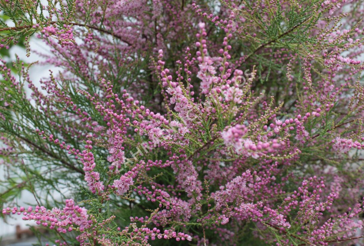 Tamaryšek kaspický 'Pink Cascade' - Tamarix ramosissima 'Pink Cascade'