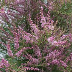 Tamaryšek kaspický 'Pink Cascade' - Tamarix ramosissima 'Pink Cascade'
